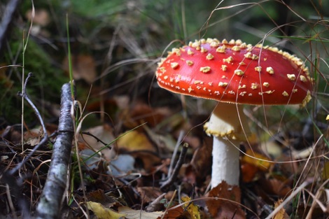 Fly agaric